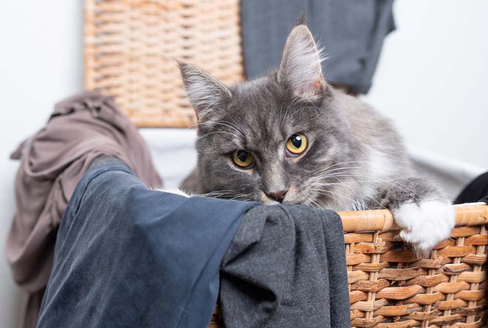Why Do Cats Pee On Clothes