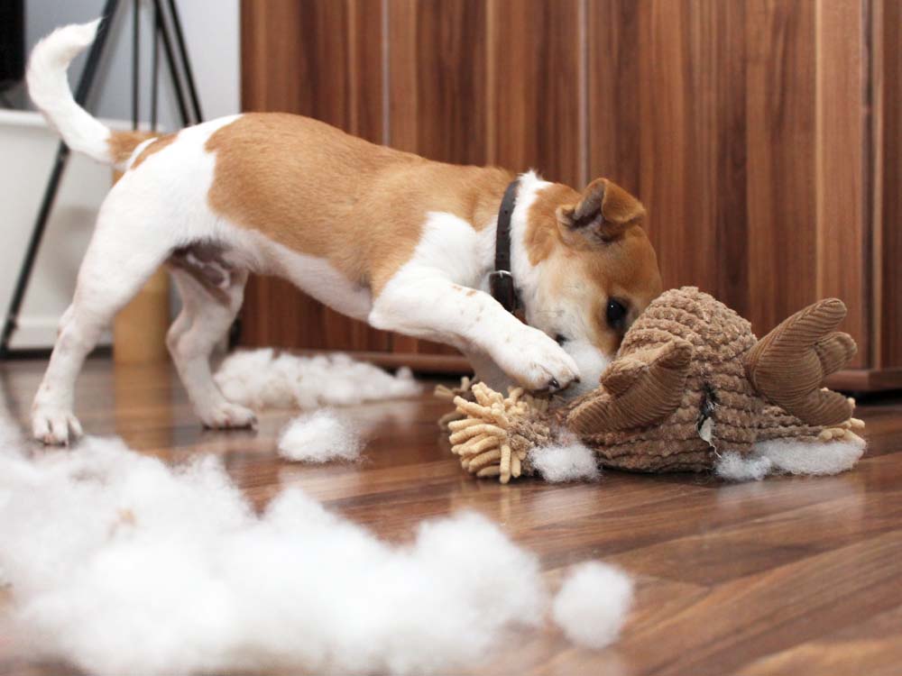 How To Stop Dog From Destroying Toys