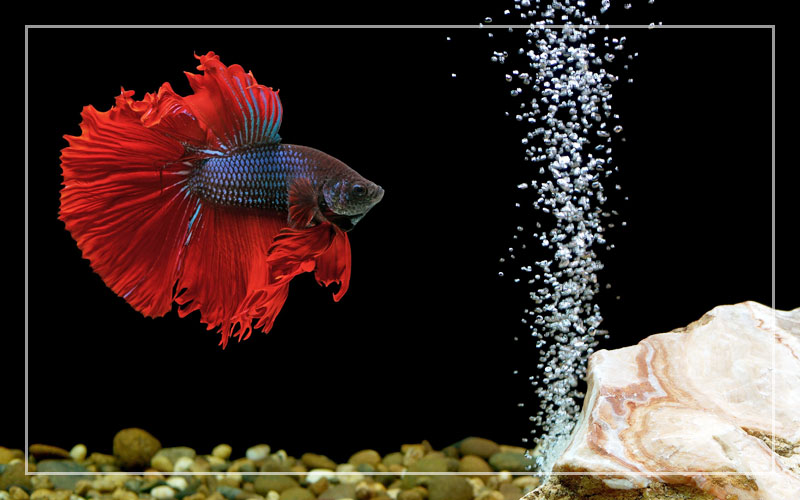 Do Bettas Need A Bubbler
