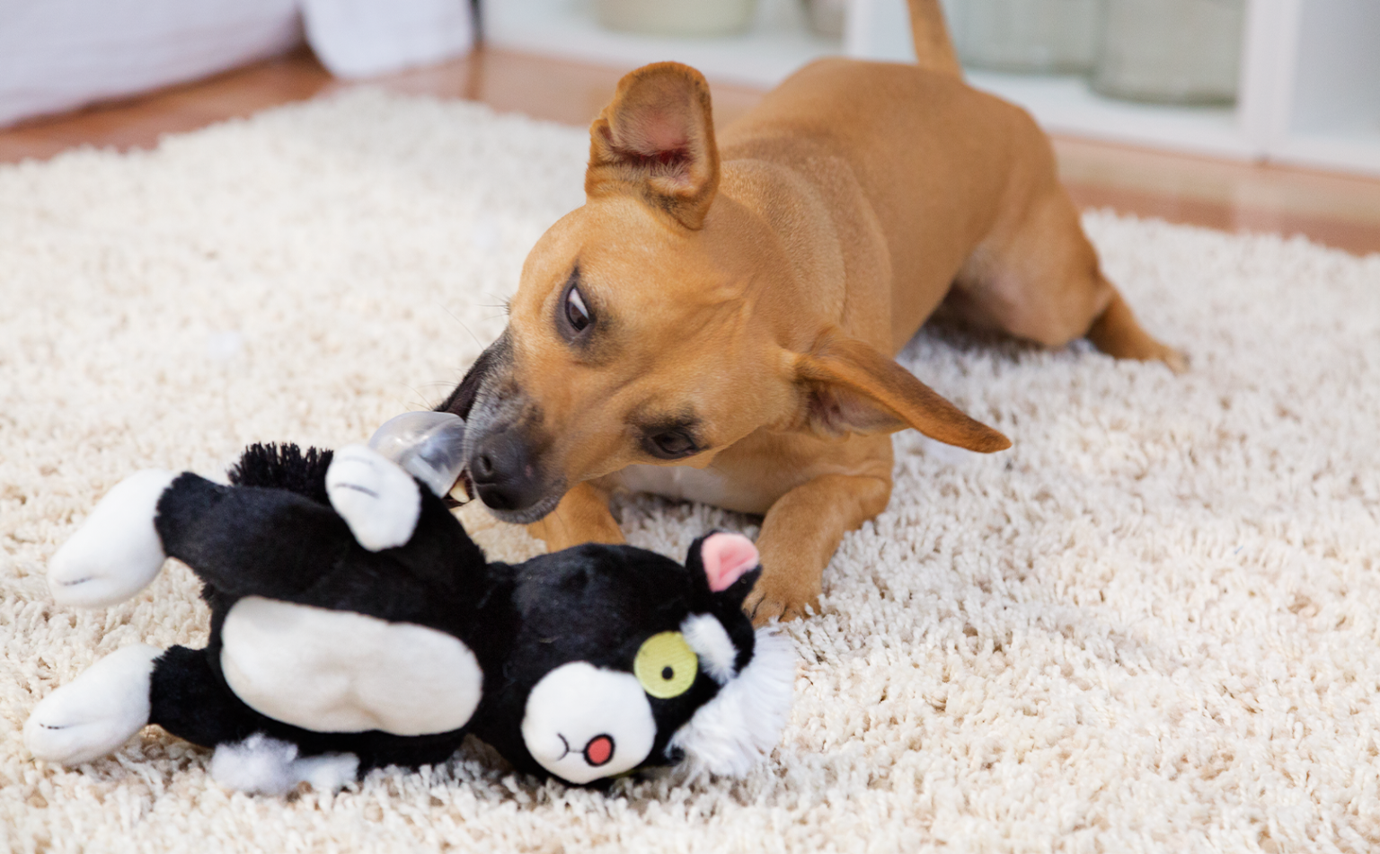 What To Do If My Dog Ate A Stuffed Toy