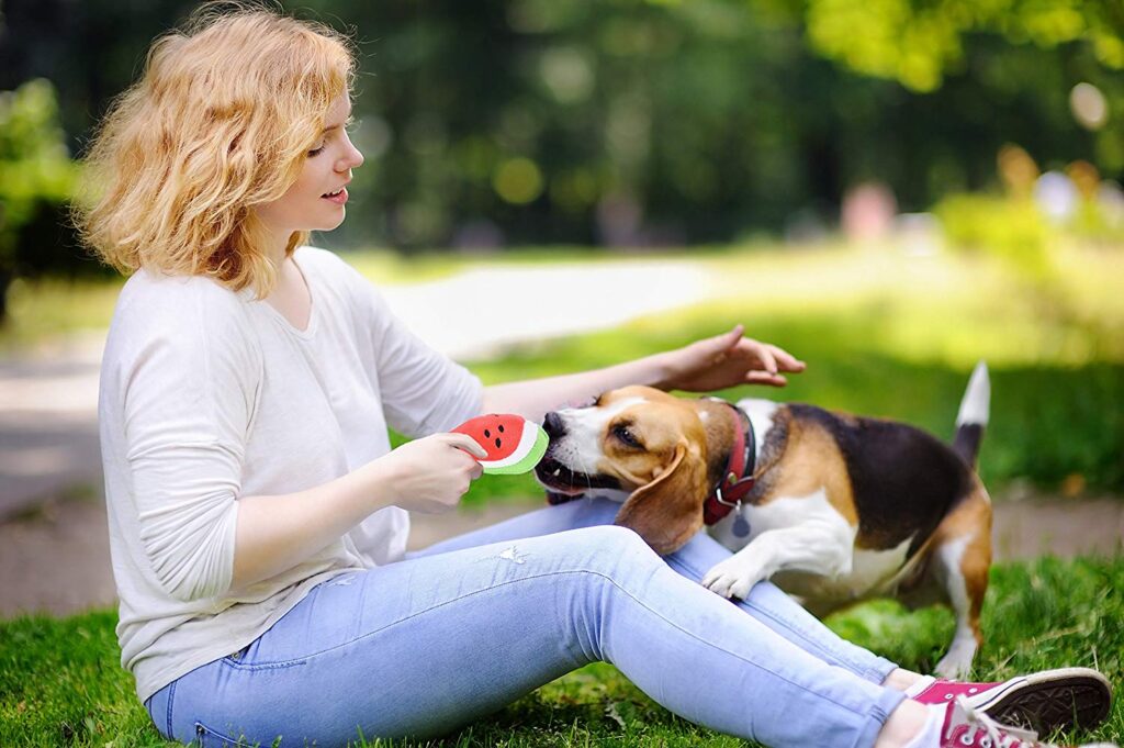 What To Do If My Dog Ate A Stuffed Toy